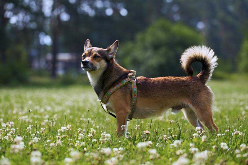 Our Team Perris Animal Hospital